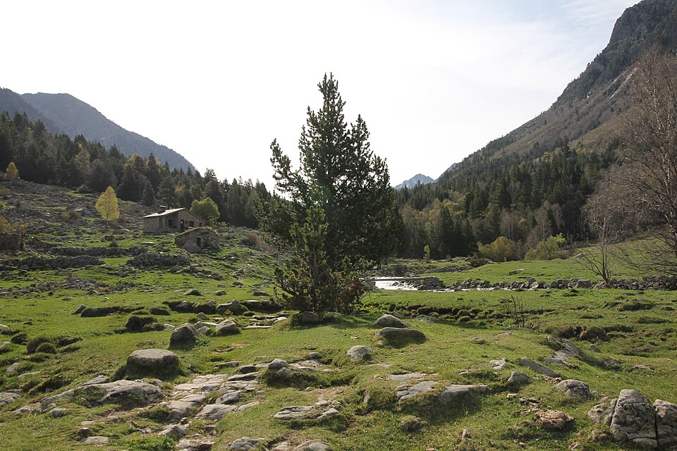Prados verdes y pinos en el valle del Madriu