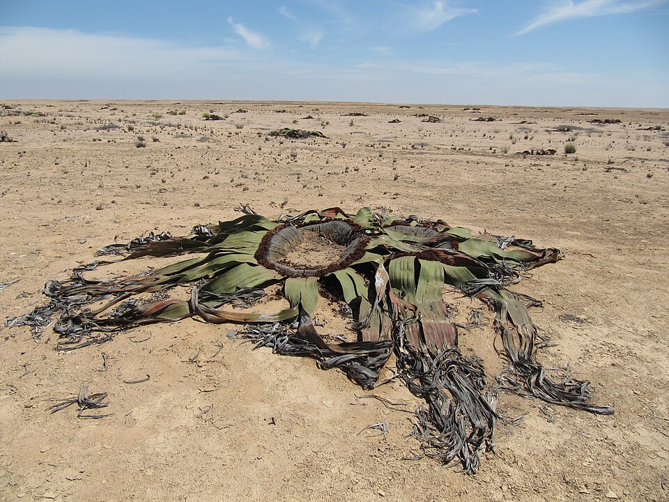 Una welwitschia con sus hojas largas y rasgadas sobre la arena del desierto