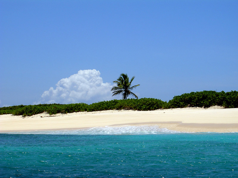 Playa solitaria de la isla Scrub con una palmera y mar turquesa