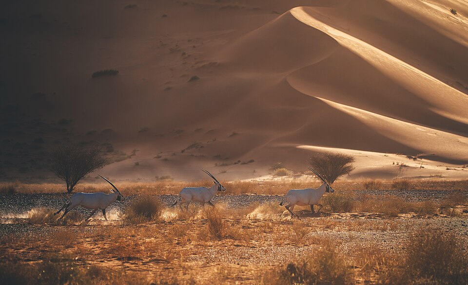 Órices árabes caminando al pie de una gran duna en Uruq Bani Ma'arid