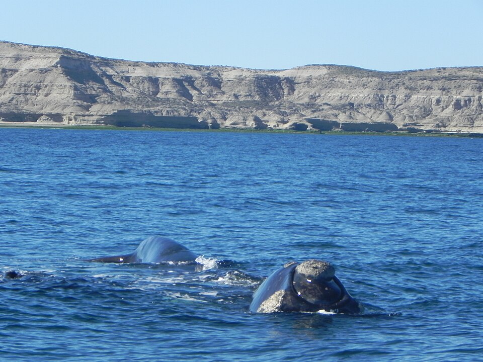 Ballena franca austral asomando el lomo en el mar de Península Valdés