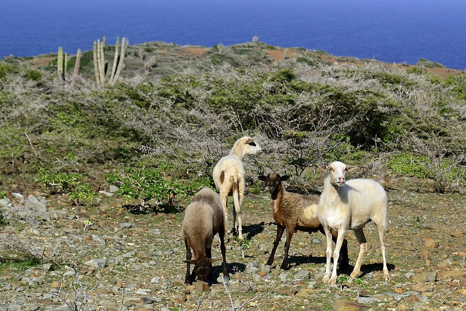 Cabras entre cactus y arbustos en el Parque Nacional Arikok