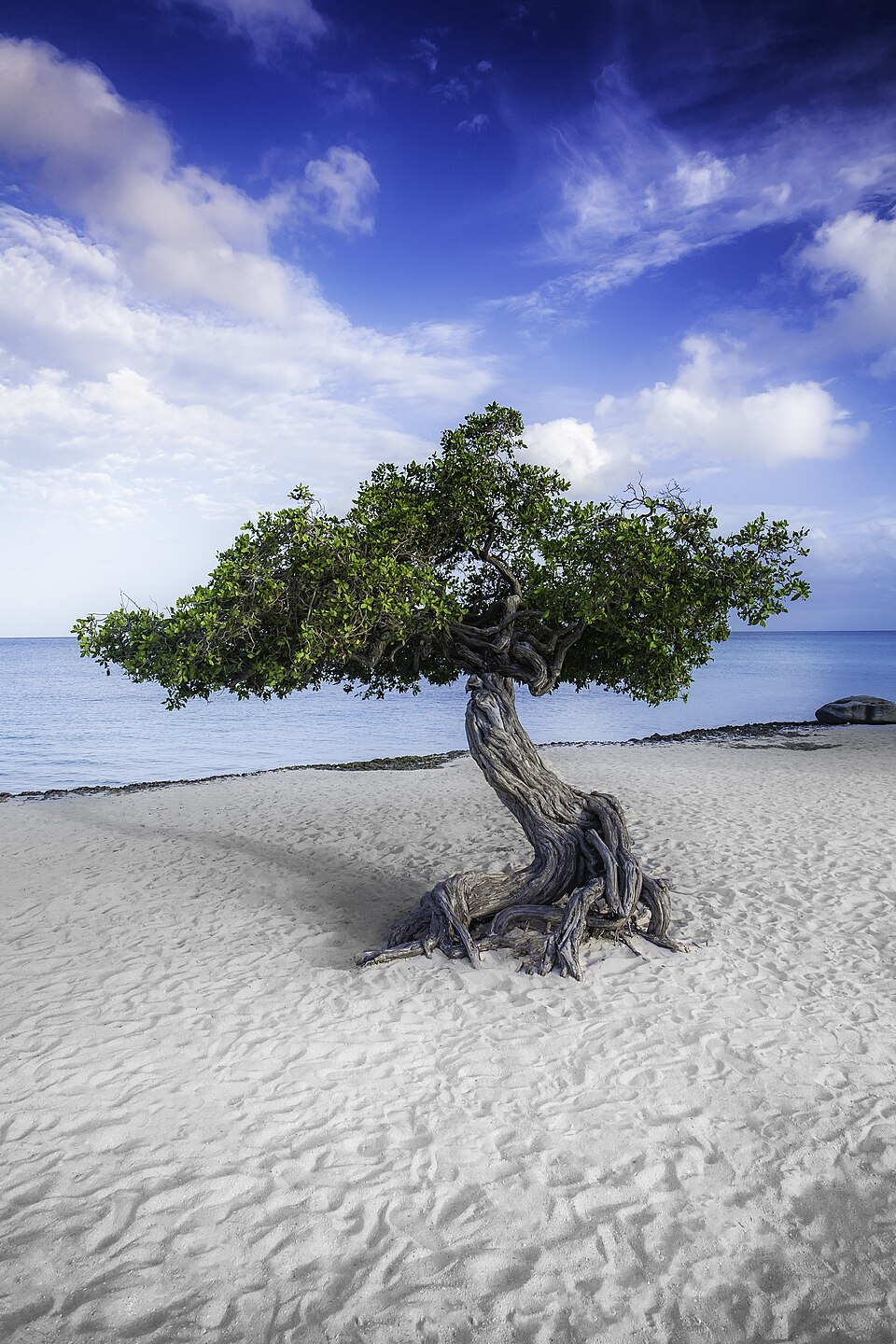 Árbol fofoti torcido por el viento sobre la arena blanca de Eagle Beach