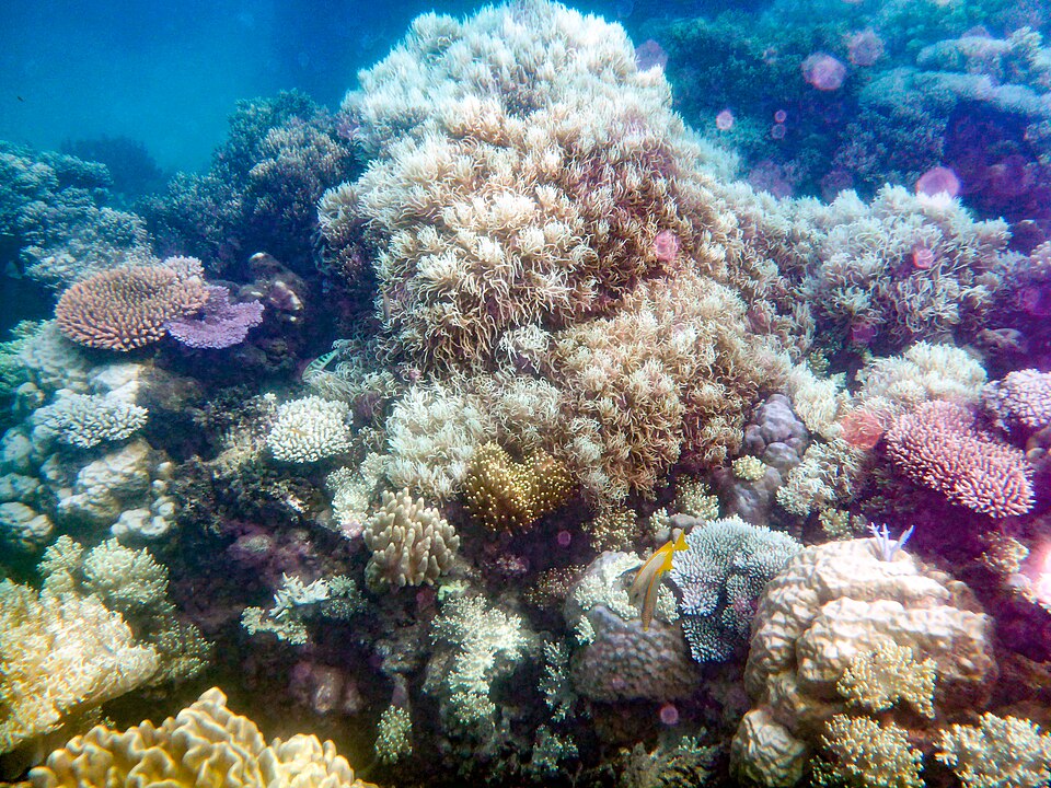 Corales de colores de la Gran Barrera de Coral bajo el agua