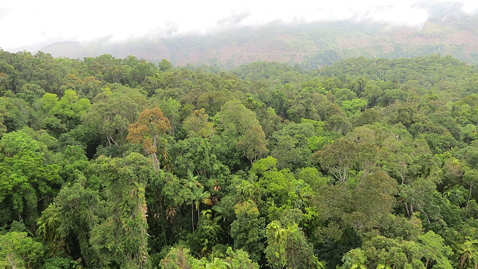 La selva de Daintree cubriendo las colinas
