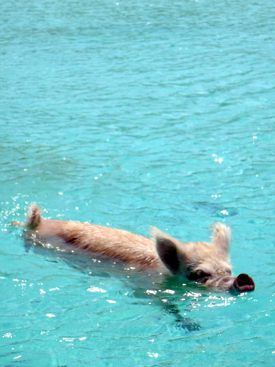 Cerdo nadando en el agua turquesa transparente de las Exumas
