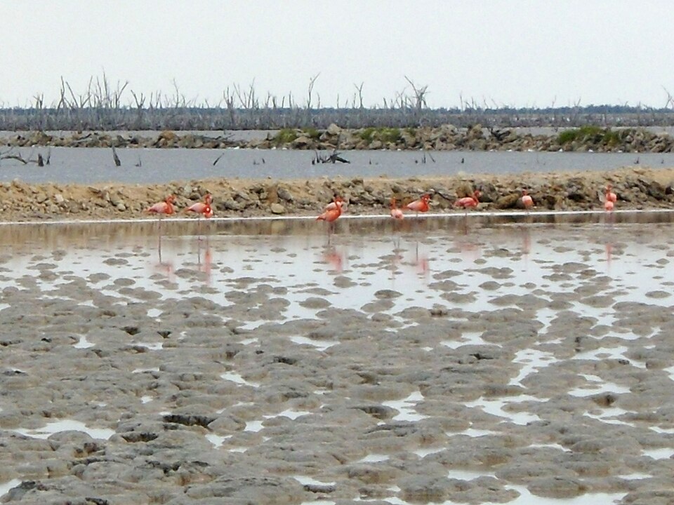 Flamencos rosados caminando en las salinas de Gran Inagua
