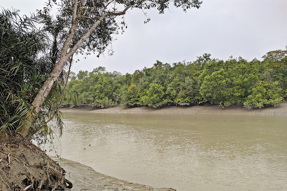 Un río ancho con la orilla cubierta de manglar en los Sundarbans