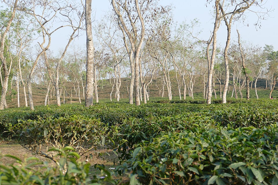 Arbustos de té bajo árboles de tronco blanco en Sreemangal