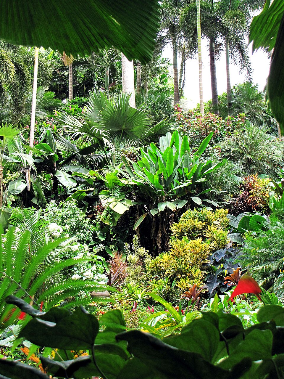 Vegetación tropical exuberante en los Hunte's Gardens
