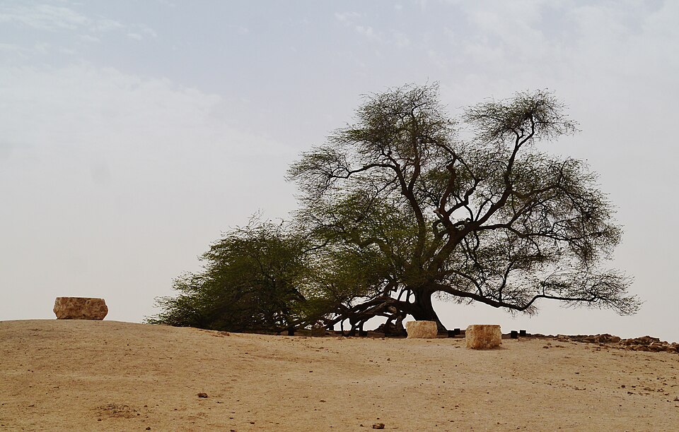 El Árbol de la Vida, solitario y frondoso en medio del desierto