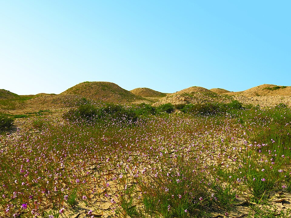 Montículos funerarios de Dilmun con flores silvestres delante