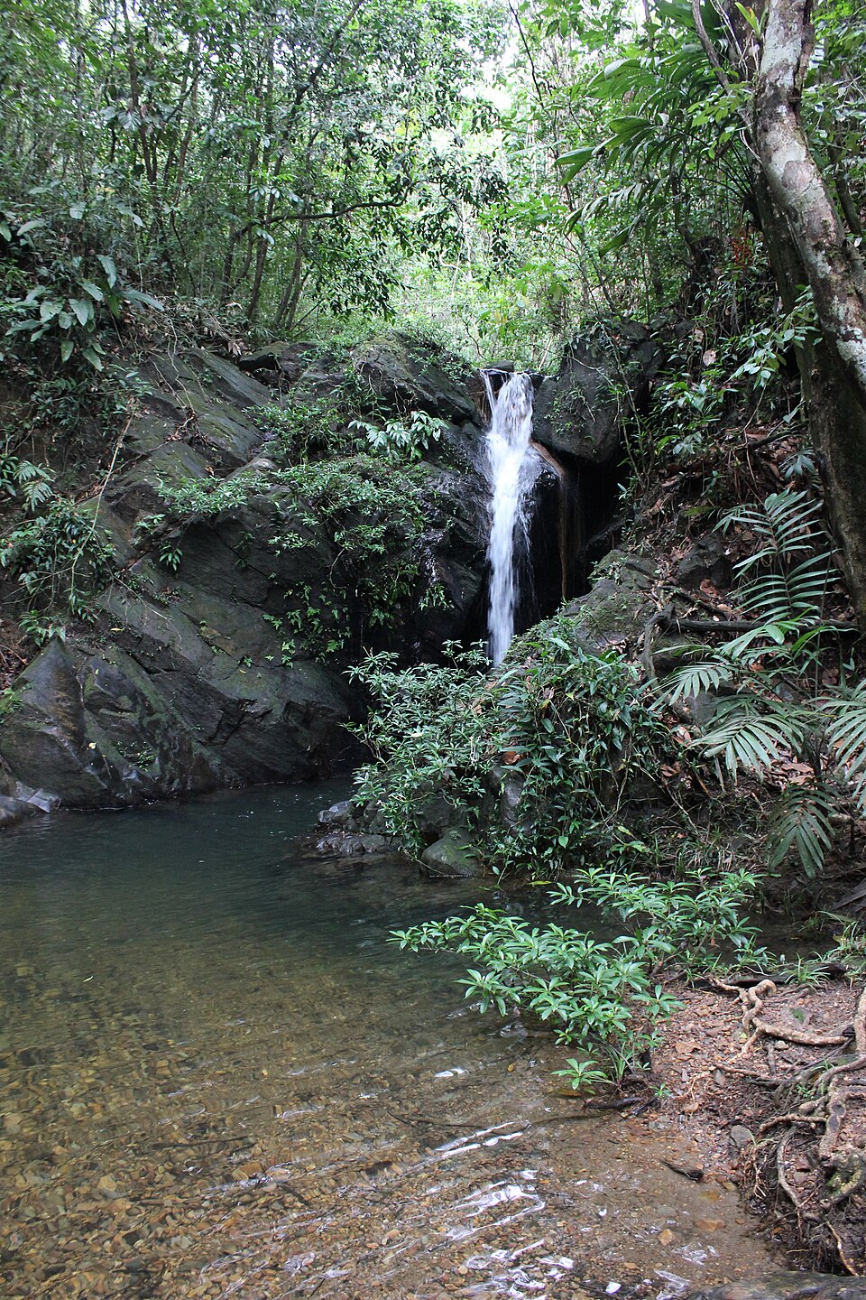 Cascada que cae en una poza rodeada de selva en Cockscomb