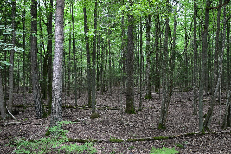 Árboles altos del bosque de Belovézhskaya