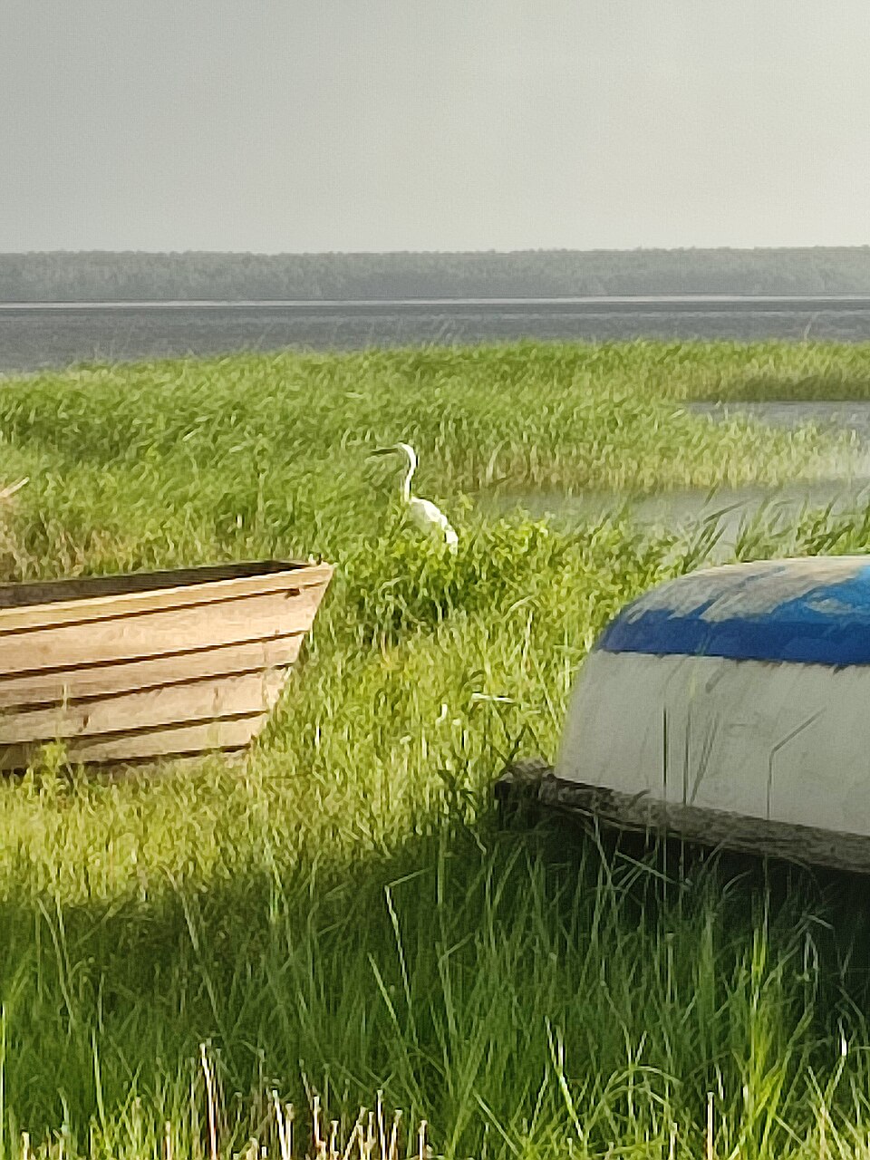Una garza blanca entre la hierba junto a botes en el lago Dryviaty