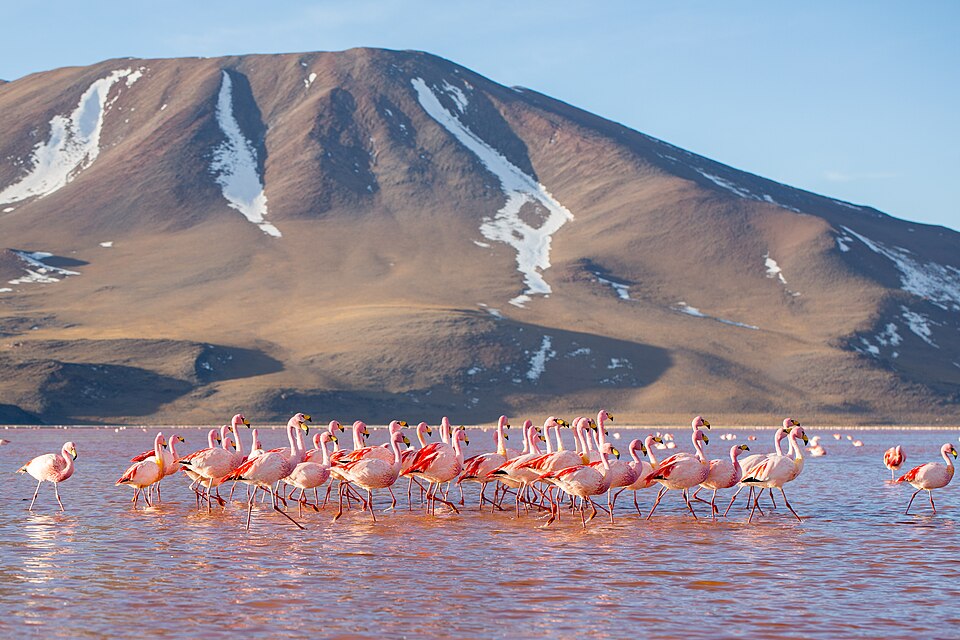 Flamencos rosados en el agua rojiza de la Laguna Colorada, con una montaña detrás