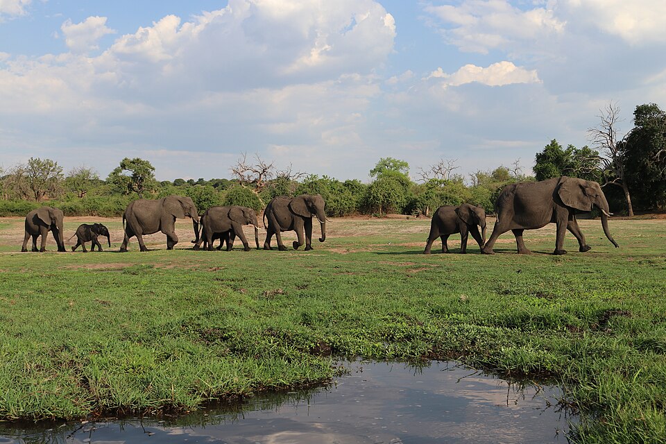 Manada de elefantes caminando junto al río Chobe