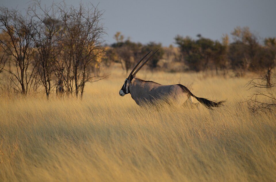 Un órix corriendo entre pastos dorados en el Kalahari Central