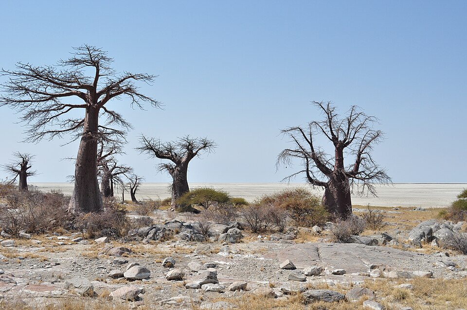 Baobabs entre rocas en la isla Kubu, con el salar al fondo