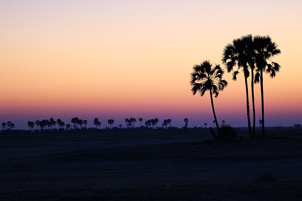 Amanecer rosado con palmeras en los salares de Makgadikgadi