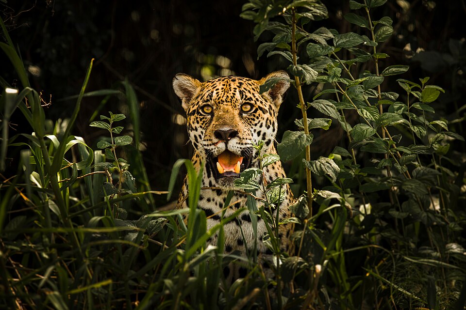 Un jaguar entre los arbustos del Pantanal