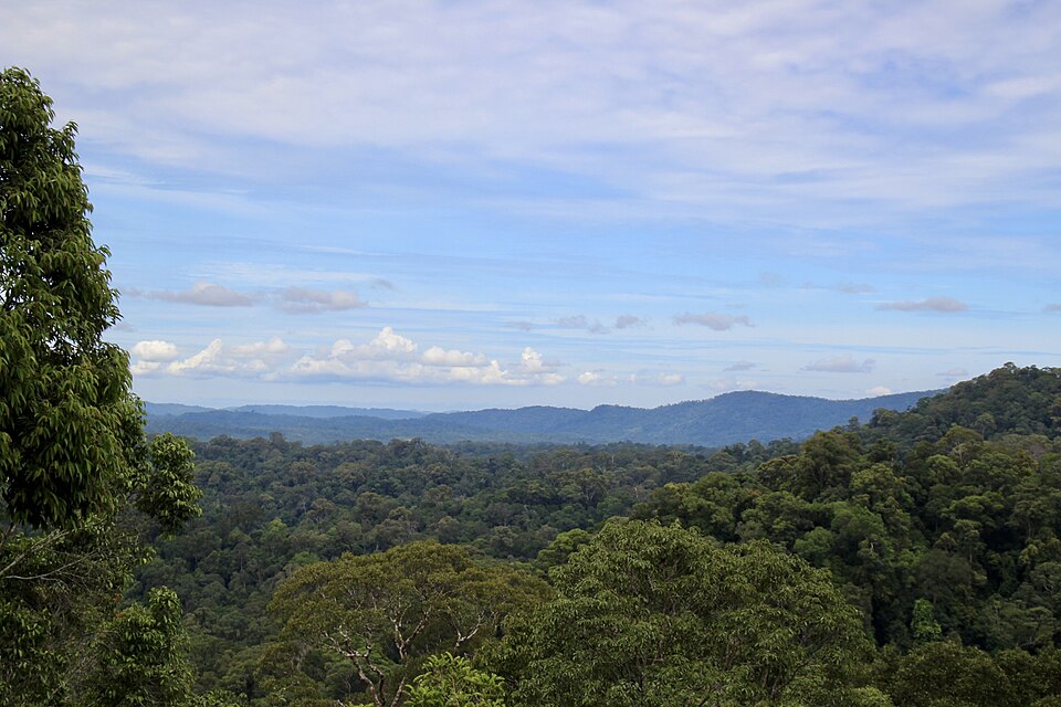 La selva de Ulu Temburong vista desde lo alto, con montañas al fondo