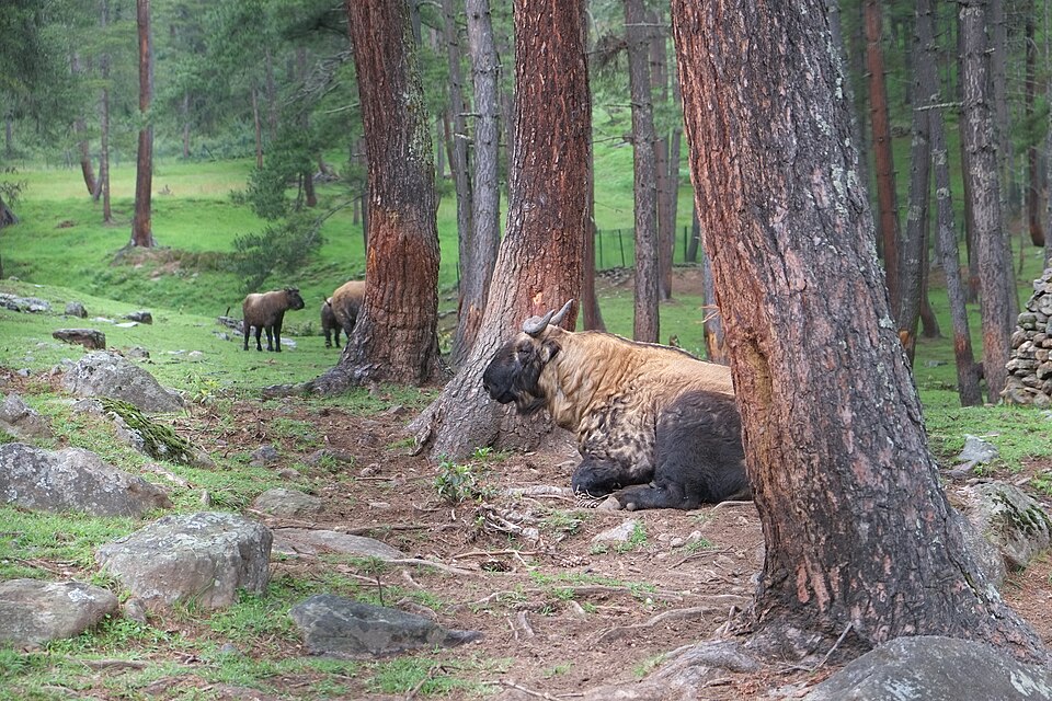 Un takín descansando junto a un árbol en la reserva de Motithang