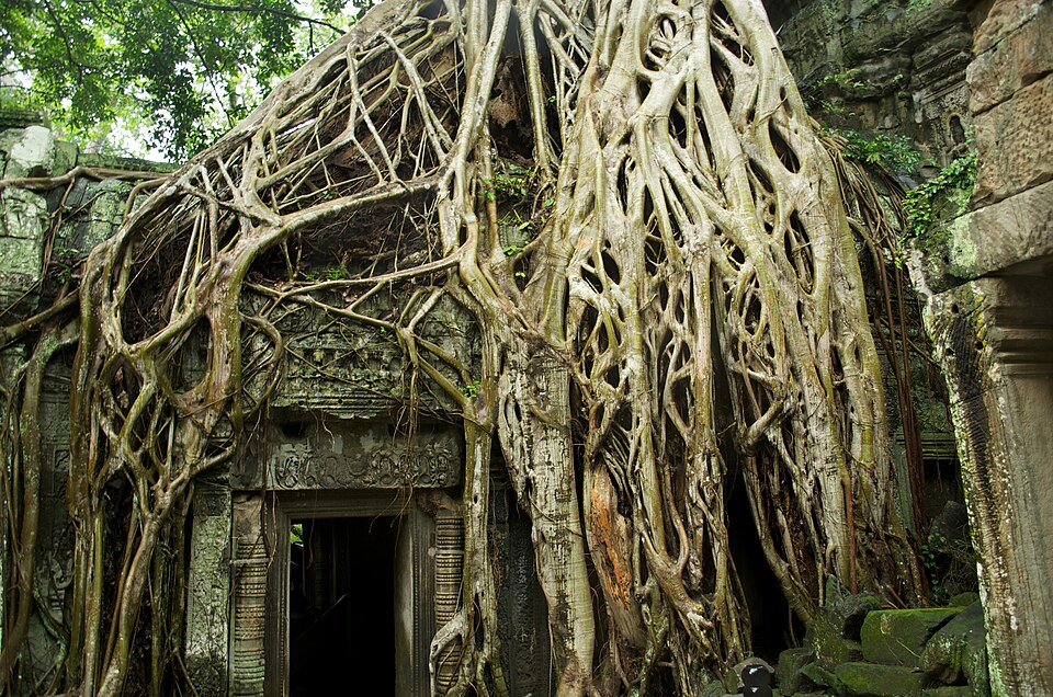 Raíces enormes de árbol cubriendo una puerta de piedra en Ta Prohm