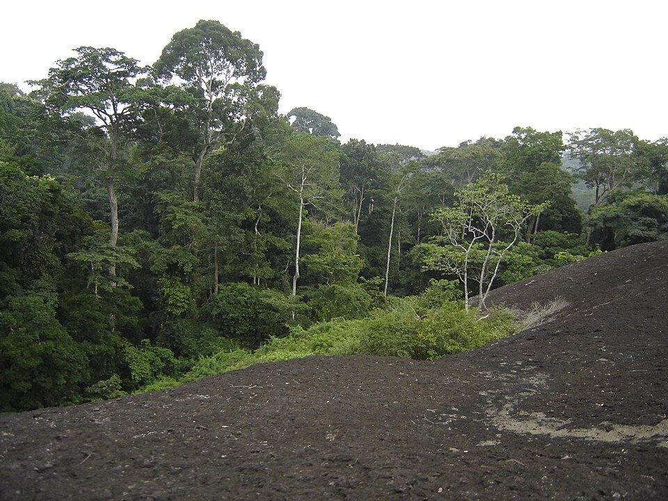 Selva tropical densa junto a una gran roca en la reserva del Dja