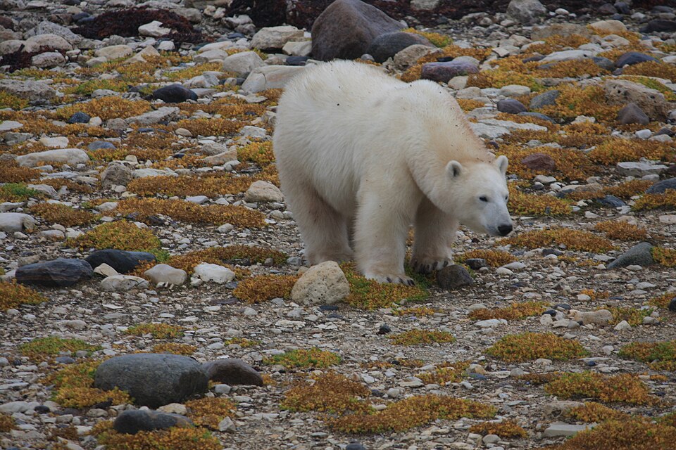 Un oso polar caminando entre rocas y musgo cerca de Churchill