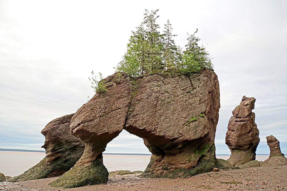 Las rocas en forma de maceta de Hopewell Rocks, con árboles encima, durante la marea baja
