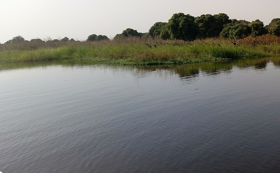 Orilla del lago Chad con vegetación y agua tranquila