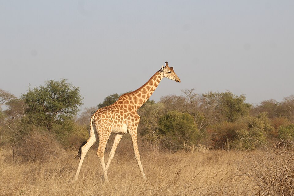 Una jirafa caminando en la sabana del parque de Zakouma