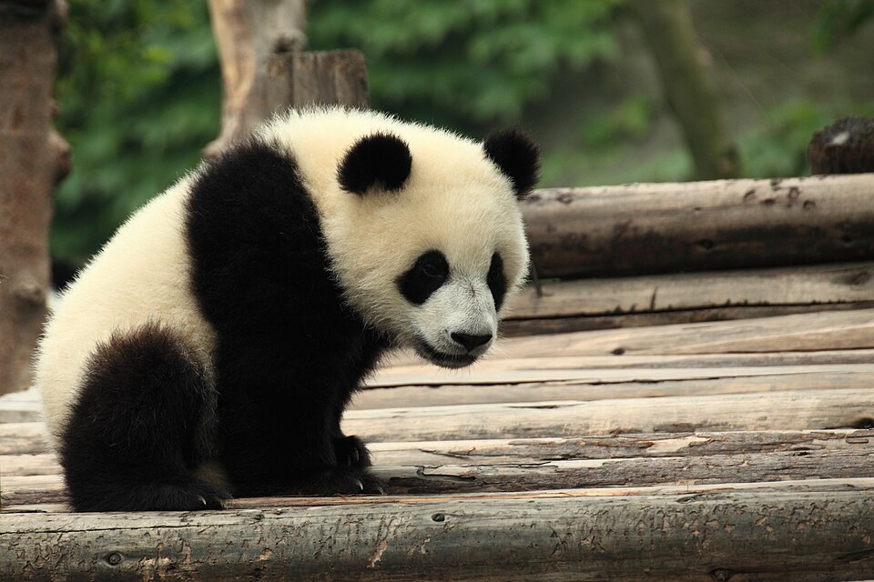 Un panda gigante joven sentado sobre una plataforma de troncos