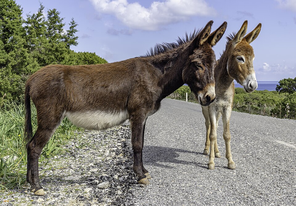 Dos burros en una carretera de la península de Karpas