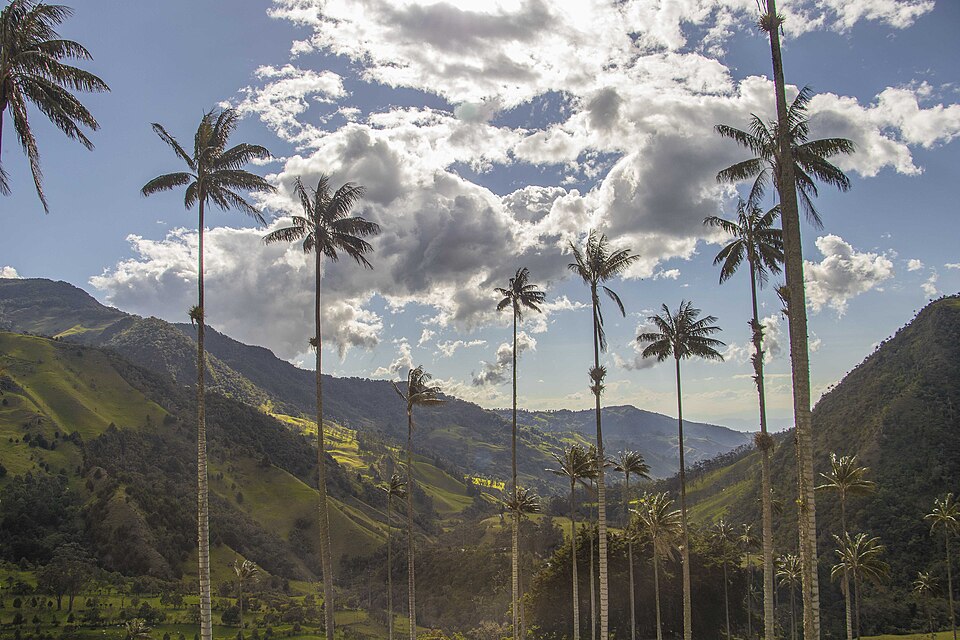 Palmas de cera altísimas en las colinas verdes del Valle de Cocora