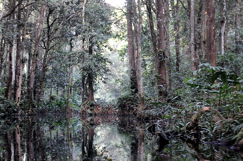 Selva inundada con árboles altos reflejados en el agua en Nouabalé-Ndoki