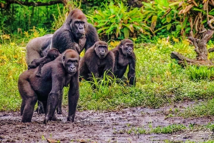 Familia de gorilas en un claro de la selva de Odzala-Kokoua