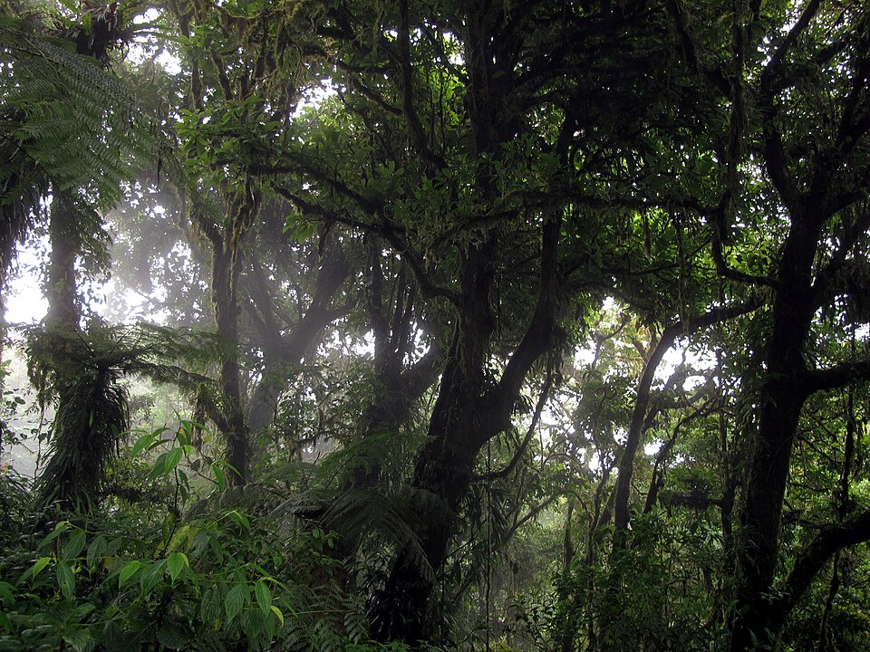 Árboles cubiertos de musgo y helechos entre la niebla del bosque nuboso de Monteverde