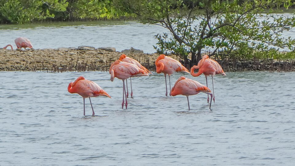 Flamencos rosados en el agua de las salinas de Jan Kok