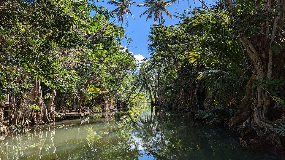 El río Indian entre árboles de raíces gigantes y palmeras