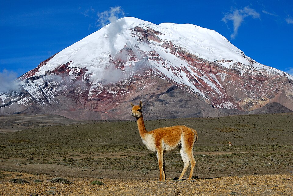 Una vicuña en el páramo con la cumbre nevada del Chimborazo detrás