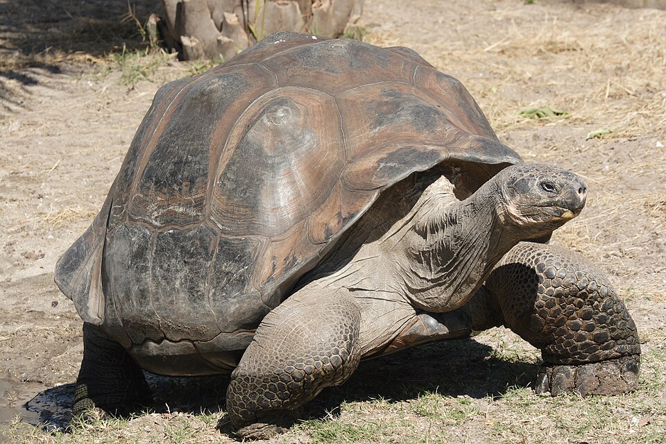 Una tortuga gigante de Galápagos caminando sobre la tierra seca