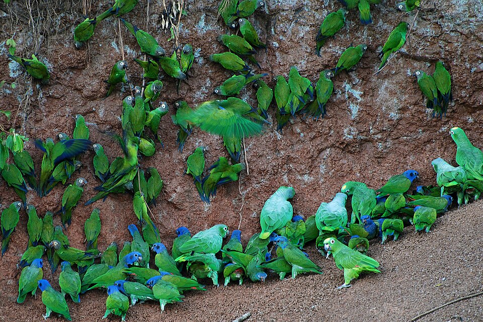 Decenas de loros verdes en un saladero de arcilla del Parque Nacional Yasuní