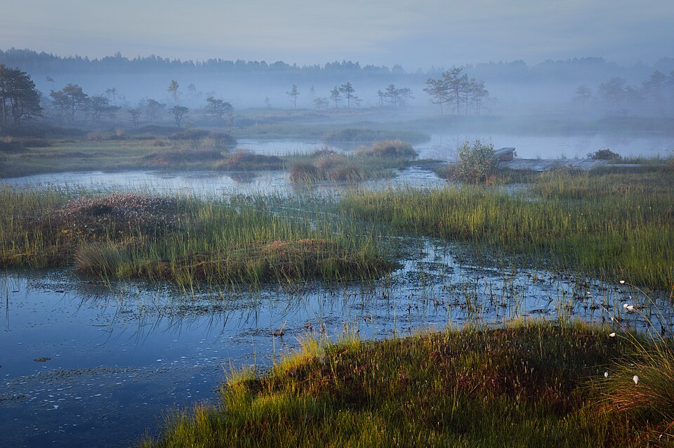 El pantano de Riisa en Soomaa con niebla al amanecer
