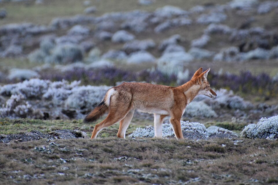 Lobo etíope de pelaje rojizo caminando por la meseta de Sanetti