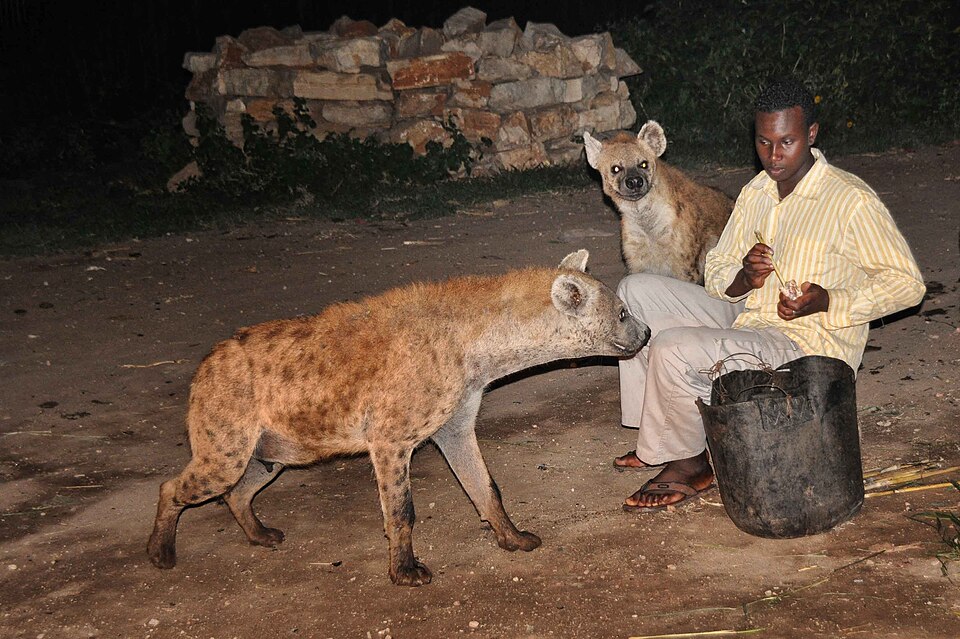 Hombre sentado dando de comer a dos hienas de noche en Harar