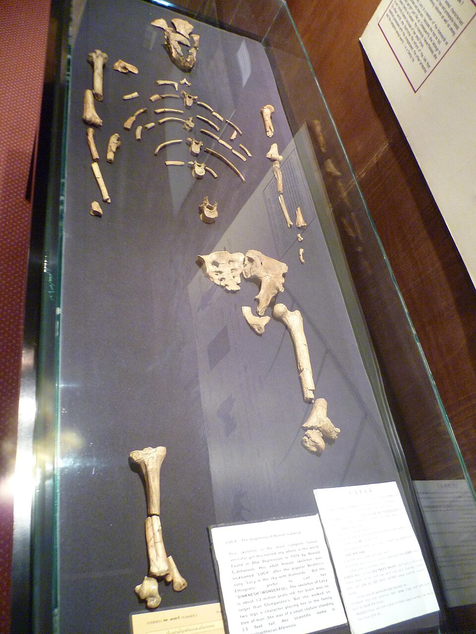 Esqueleto de Lucy en una vitrina del Museo Nacional de Etiopía