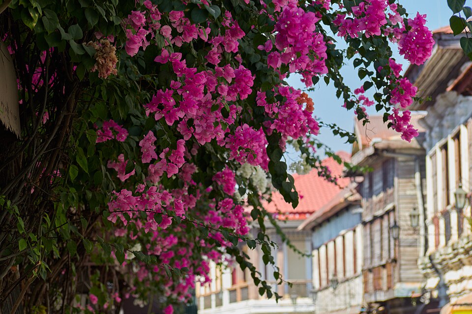 Buganvilias rosas frente a casonas coloniales de la calle Crisólogo en Vigan