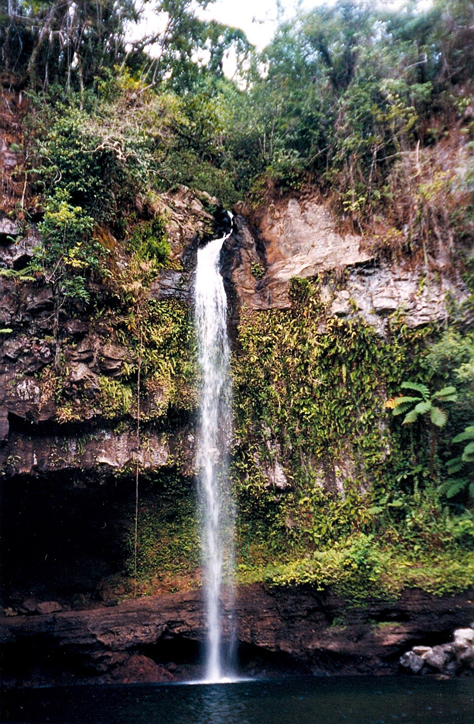 Una cascada alta cayendo entre la selva en Taveuni
